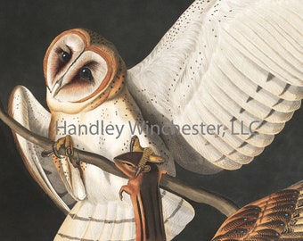 John James Audubon Barn Owl Note Card: Vintage Bird Art, Blank Inside (A2 Size)