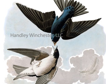 John James Audubon Tree Swallow Note Card: Vintage Bird Art (A2 Size)