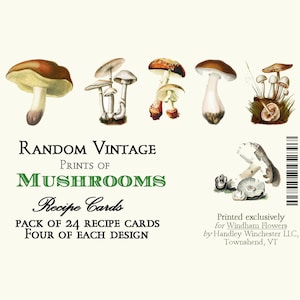 Recipe Cards 4" x 6" Mushroom Prints - Set of 24 Cards - Random Vintage Images - High Quality 100# cardstock 6 Designs/4 Cards Each