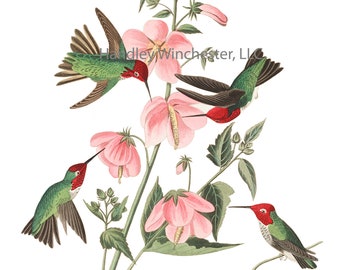 John James Audubon Anna's Hummingbird Note Card: Vintage Bird Art (A2 Size)