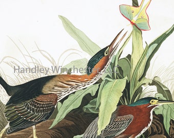 John James Audubon Green Heron Note Card: Vintage Bird Art (A2 Size)