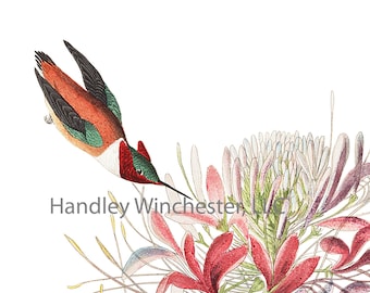 John James Audubon Rough Necked Hummingbird Note Card: Vintage Bird Art (A2 Size)