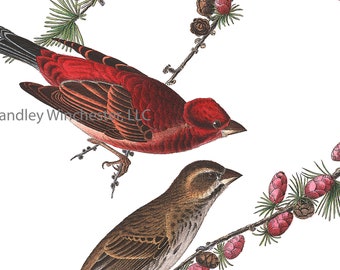 John James Audubon Purple Finch Note Card: Vintage Bird Art (A2 Size)