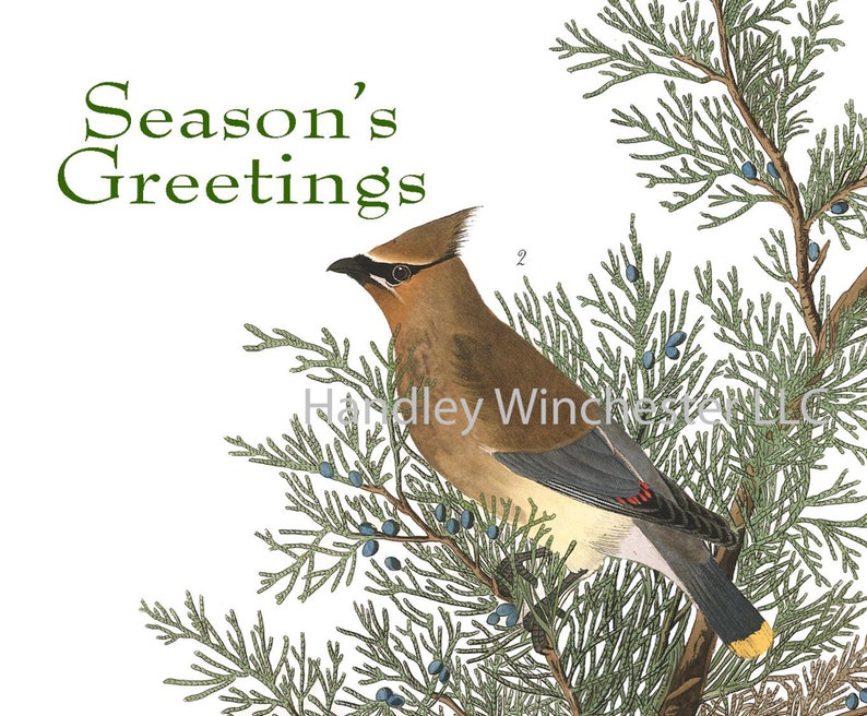 Audubon Christmas Cards 2022 Audubon Holiday Card Set A2 12 Cards two each of 6 styles w/ Etsy