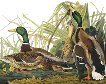 John James Audubon Mallard Duck Note Card: Vintage Bird Art (A2 Size)