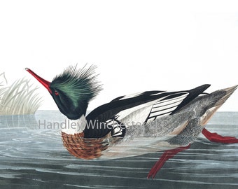 John James Audubon Red-Breasted Merganser Note Card: Vintage Bird Art (A2 Size)