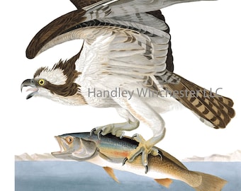 John James Audubon Osprey Note Card: Vintage Bird Art, Blank Inside (A2 Size)