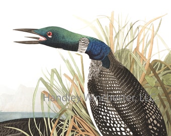John James Audubon Common Loon Note Card: Vintage Bird Art (A2 Size)