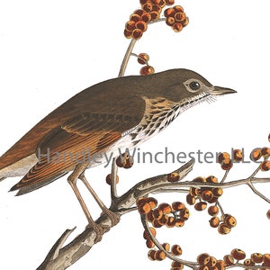 John James Audubon Note HERMIT THRUSH - A2 Size  (approx  5.25&quot;  wide x 4&quot; tall)  Blank Inside, Highest Quality Paper and Envelope