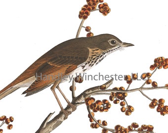 John James Audubon Hermit Thrush Note Card: Vintage Bird Art (A2 Size)