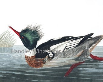 John James Audubon Red-Breasted Merganser Greeting Card: Fine Art Bird Illustration (A7 Size)