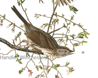 John James Audubon Song Sparrow Note Card: Blank Inside, Ivory Paper (A2 Size)