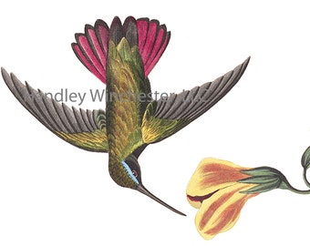 John James Audubon Mango Hummingbird Note Card: Vintage Bird Art (A2 Size)