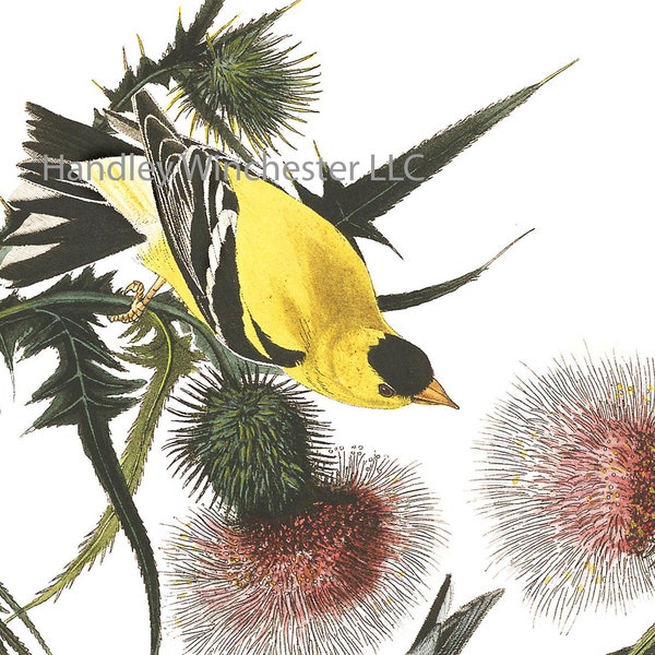 John James Audubon Note Card GOLDFINCH - A2 Size  (approx  5.25"  wide x 4" tall)  Blank Inside, Highest Quality Paper and Envelope