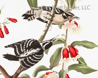 John James Audubon Downy Woodpecker Note Card: Vintage Bird Art (A2 Size)