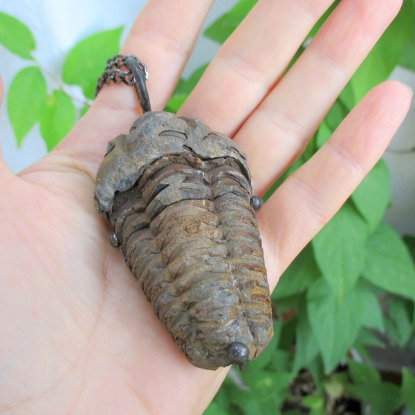 Large Proved Trilobite Necklace,  Fossil  Extinct Marine Arthropod Pendant, Trilobite  Cabochon,