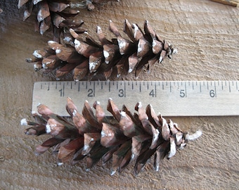 22 Eastern White Pinecones-Bulk Pinecones-Natural Real Pinecones-White Pine-Craft Pinecones-Wreath Materials-Fire Starter-Rabbit Treats