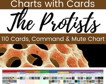 Protists Kingdom Classification Chart Large Format with Cards Eukaryotes