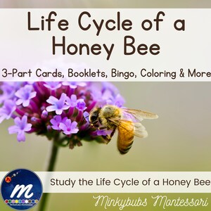 Life Cycle of Honey Bee Unit 3-Part Cards BINGO Activities Booklets Montessori
