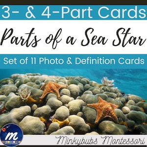 Definições e nomenclatura dos cartões Sea Star 3 partes Anatomia do equinodermo Montessori