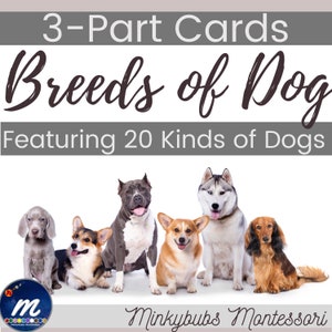 Puede incluir: Un conjunto de tarjetas de 3 partes que presentan 20 razas de perros diferentes. Las tarjetas están diseñadas para su uso en la educación Montessori. La imagen muestra seis razas de perros diferentes: un Braco Alemán de pelo corto, un Corgi, un Pitbull, un Husky, un Corgi y un Dachshund.