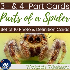 Araignée 3 Parties Cartes Définitions et Nomenclature Arachnide Anatomie Montessori