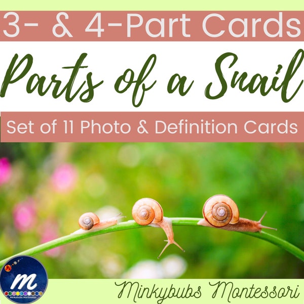 Snail 3 Part Cards Definitions and Nomenclature Mollusk Anatomy Montessori