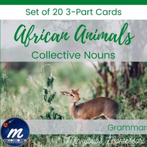 Nomi collettivi Animali Africa Grammatica della lingua Montessori Carte in 3 parti