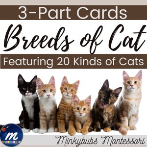 Op de afbeelding: Een set van 3-delige kaarten met 20 verschillende kattenrassen. De kaarten zijn ontworpen voor gebruik in Montessori-onderwijs. De afbeelding toont zes verschillende kittens die in een rij zitten. De kittens zijn allemaal van verschillende kleuren en rassen. De tekst "3-Part Cards Breeds of Cat Featuring 20 Kinds of Cats" staat bovenaan de afbeelding. De tekst "Minkybubs Montessori" staat onderaan de afbeelding.