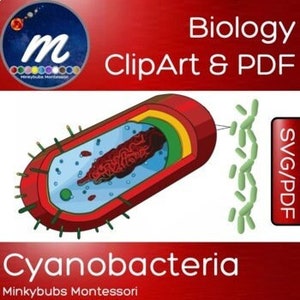 Prokaryotic Cell Cyanobacteria Worksheet Labelled Unlabelled Diagrams Clipart