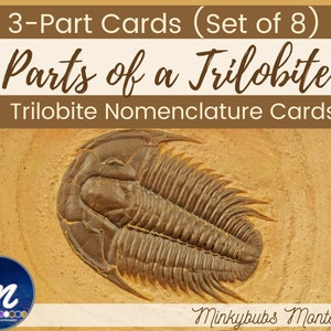 Può includere: Un set di 8 carte di nomenclatura di trilobiti per l'apprendimento Montessori. Le carte presentano un'immagine dettagliata di un fossile di trilobite, con il testo "3-Part Cards (Set of 8) Parts of a Trilobite Trilobite Nomenclature Cards" in alto.