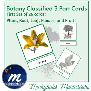 Botánica Tarjetas Clasificadas Primer Conjunto Planta Raíz Flor Fruta Montessori Conjunto de 26
