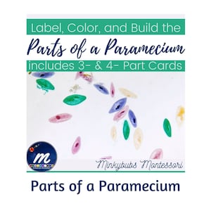 Puede incluir: Una ilustración colorida de un paramecio, con el texto "Label, Color, and Build the Parts of a Paramecium includes 3- & 4- Part Cards" y "Parts of a Paramecium" en la parte superior e inferior de la imagen. La imagen también incluye el texto "Minkybubs Montessori" y un logotipo con la letra "m" en un círculo.