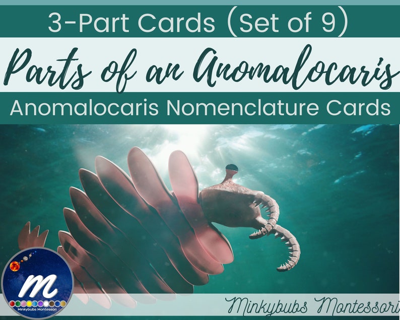 Cambrian Animals 3 Part Cards Parts of the Anomalocaris Montessori - Etsy