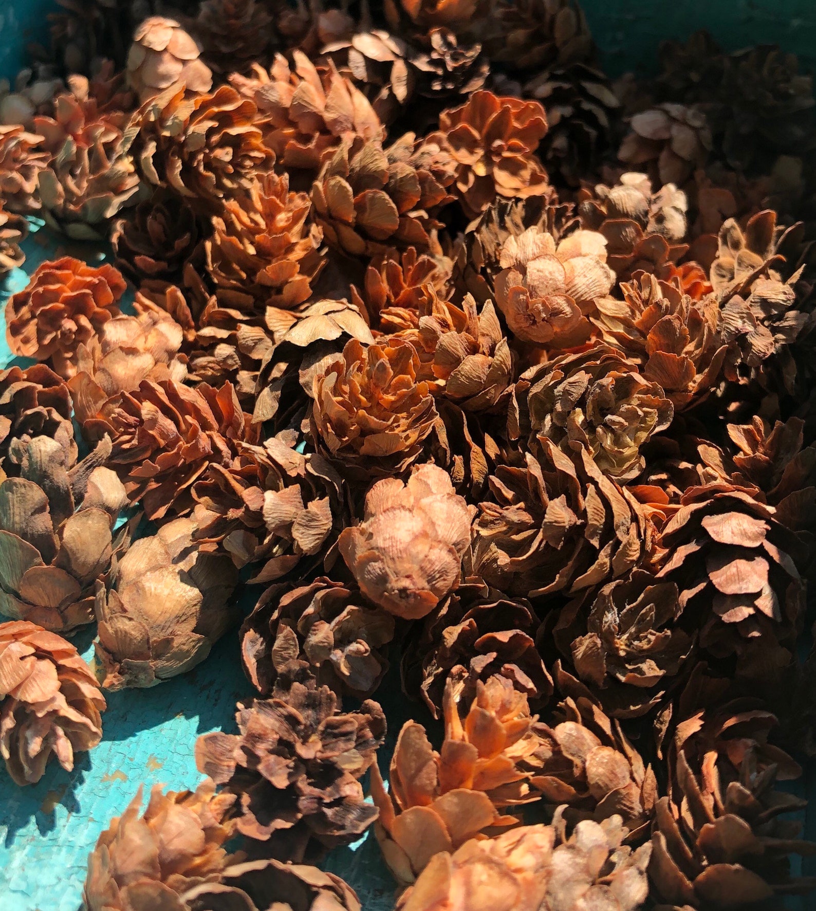 Hemlock Pine Cones All Natural Handpicked and Hand Selected | Etsy