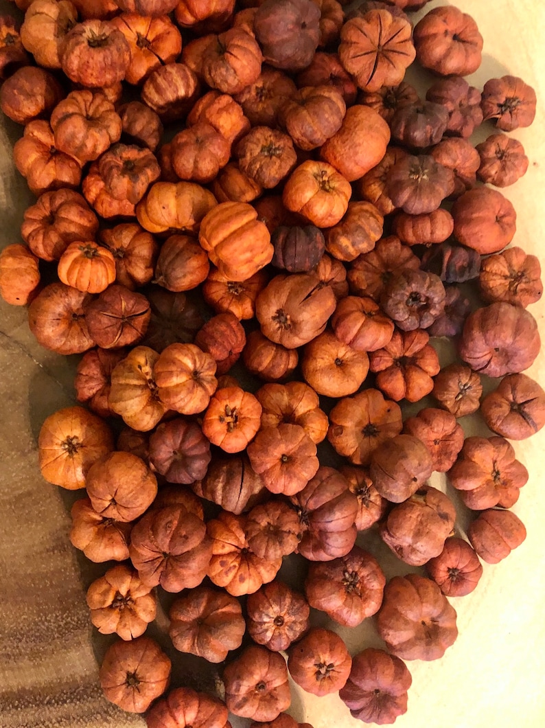 Pumpkin Pods Putka Pods Orange Hand Selected Choose Etsy