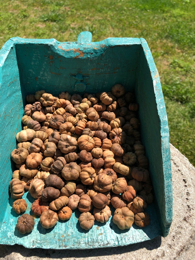 Pumpkin Pods Putka Pods All Natural Hand Selected Choose Etsy