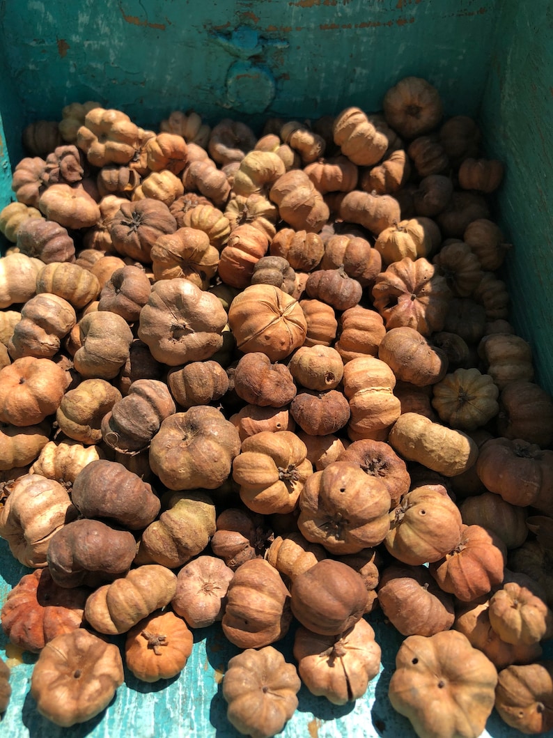 Pumpkin Pods Putka Pods All Natural Hand Selected Choose Etsy