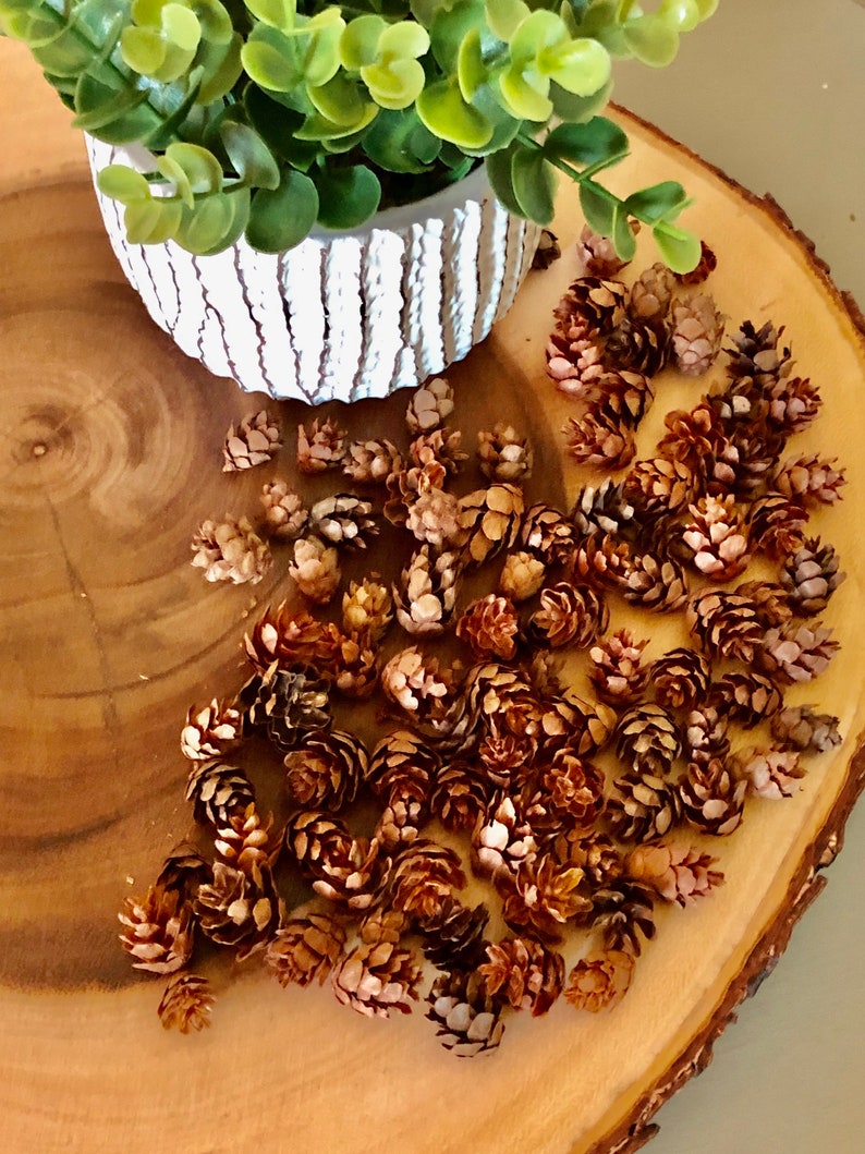 Hemlock Pine Cones All Natural Handpicked and Hand Selected | Etsy