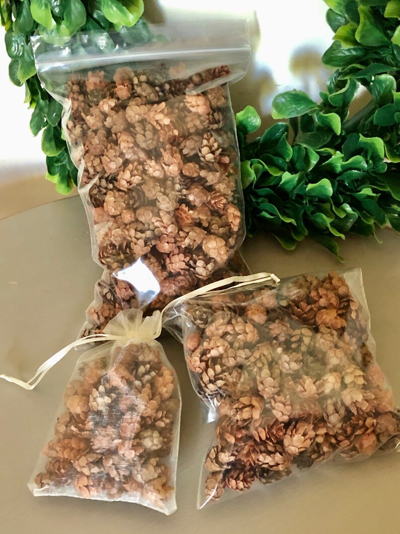 Hemlock Pine Cones All Natural Handpicked and Hand Selected | Etsy