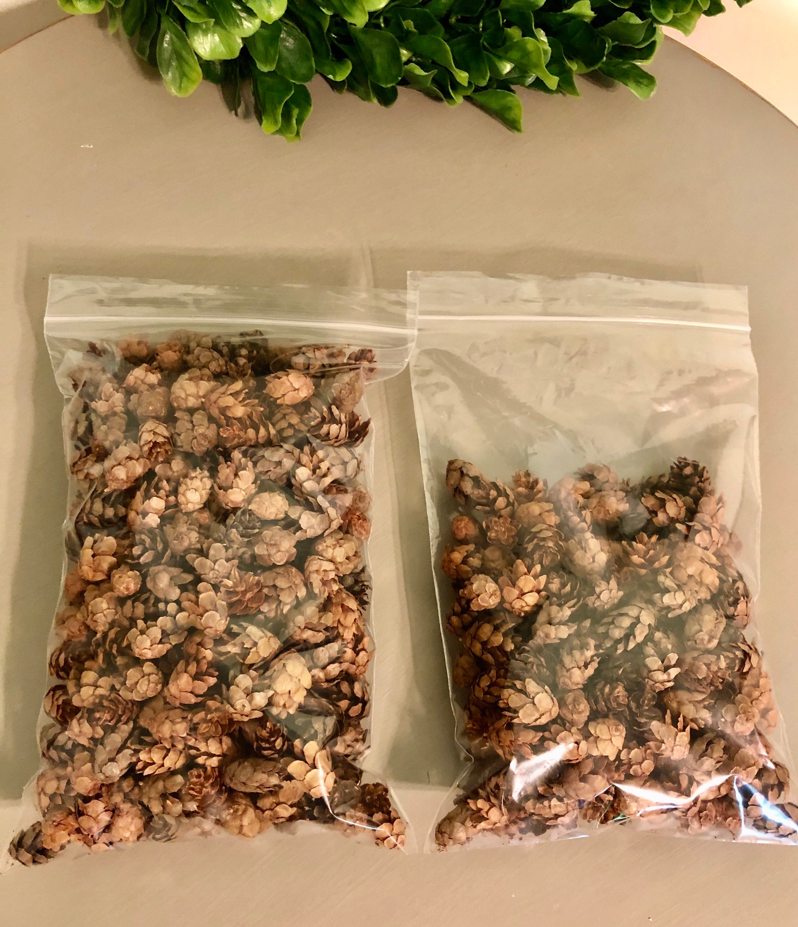 Hemlock Pine Cones All Natural Handpicked and Hand Selected | Etsy