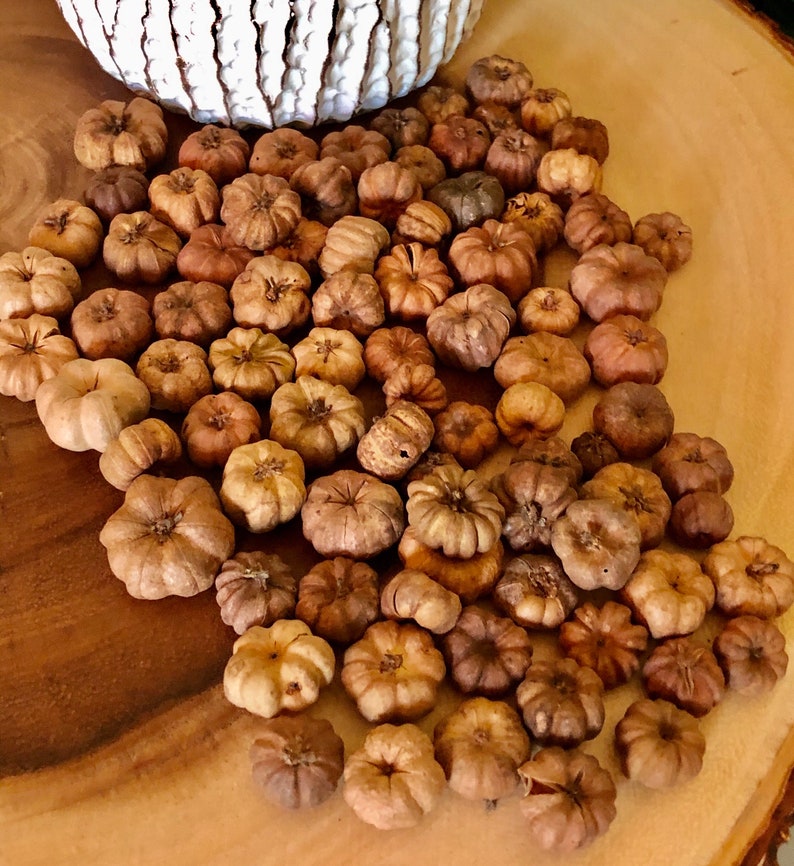 Pumpkin Pods Putka Pods All Natural Hand Selected Choose Etsy