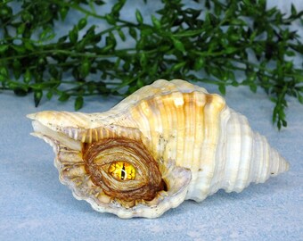 One Eyed Dragon Sea Monster Shell, One of a Kind Mythical Fantasy Sculpture