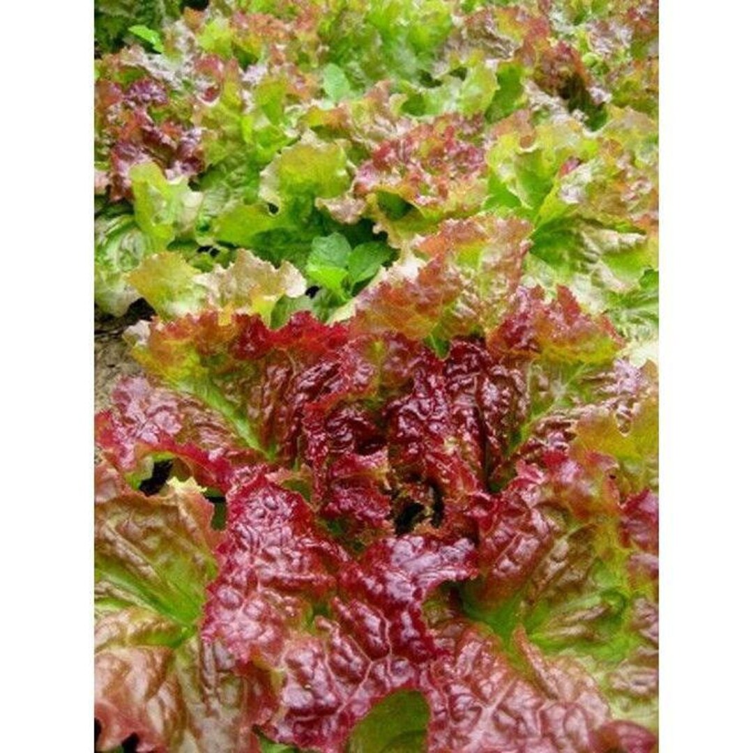 Prize Head Leaf Lettuce Seeds Etsy