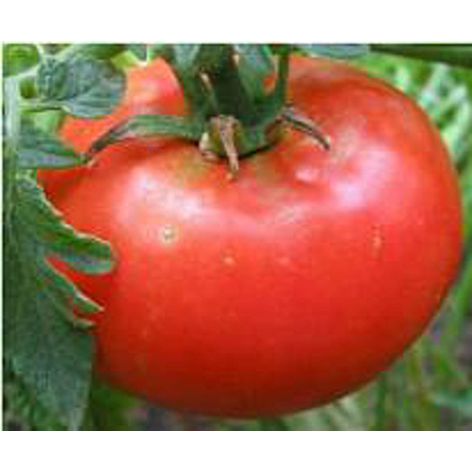 Tomato seeds/Seeds Round Smooth Tomato seeds/Seeds Round Smooth