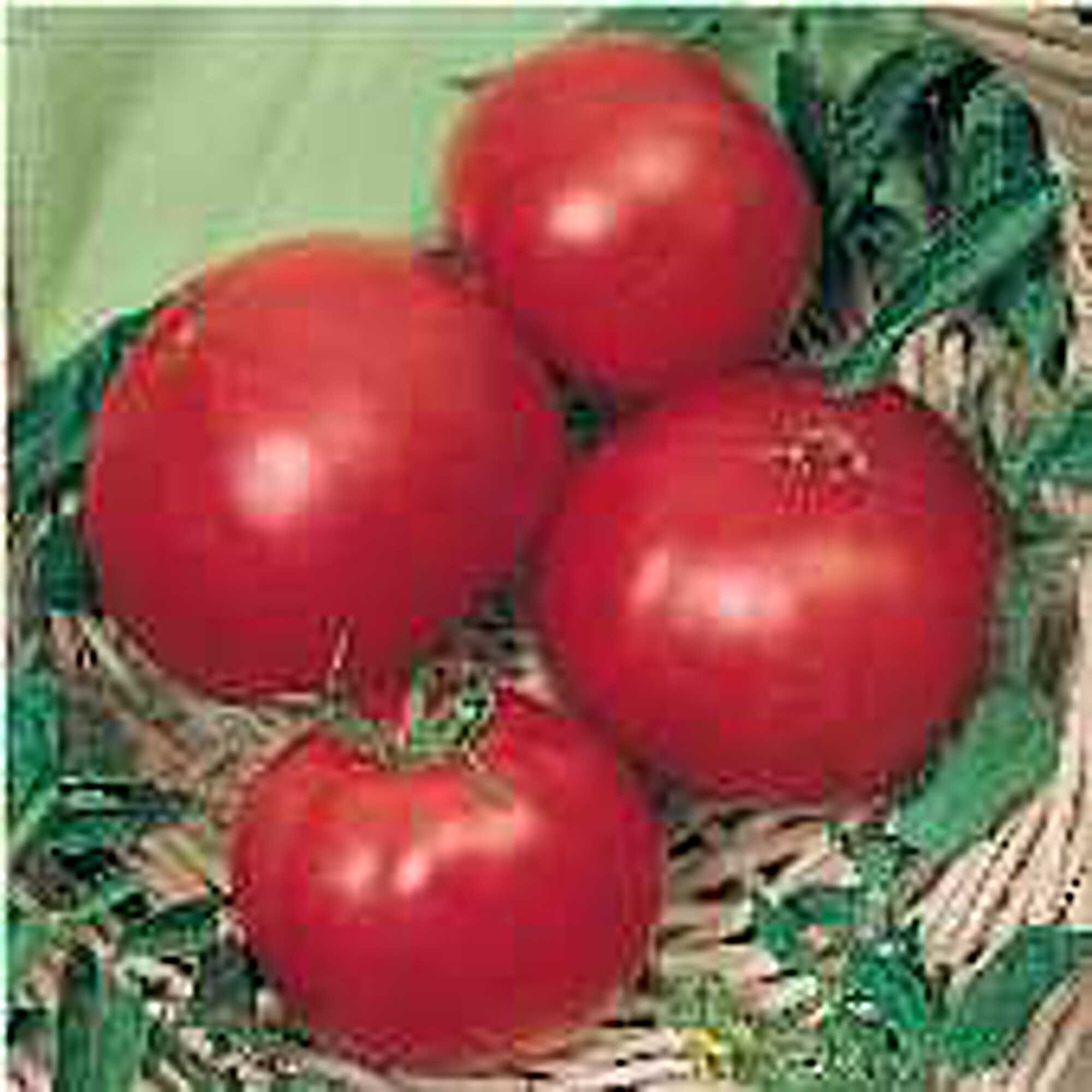 n47 heirloom tomato seeds large yellow croaker. escul. 80 tomato seeds old saint pierre 