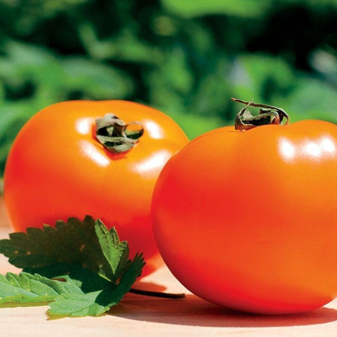 Chef's Choice Orange F1 Tomato Seeds Etsy