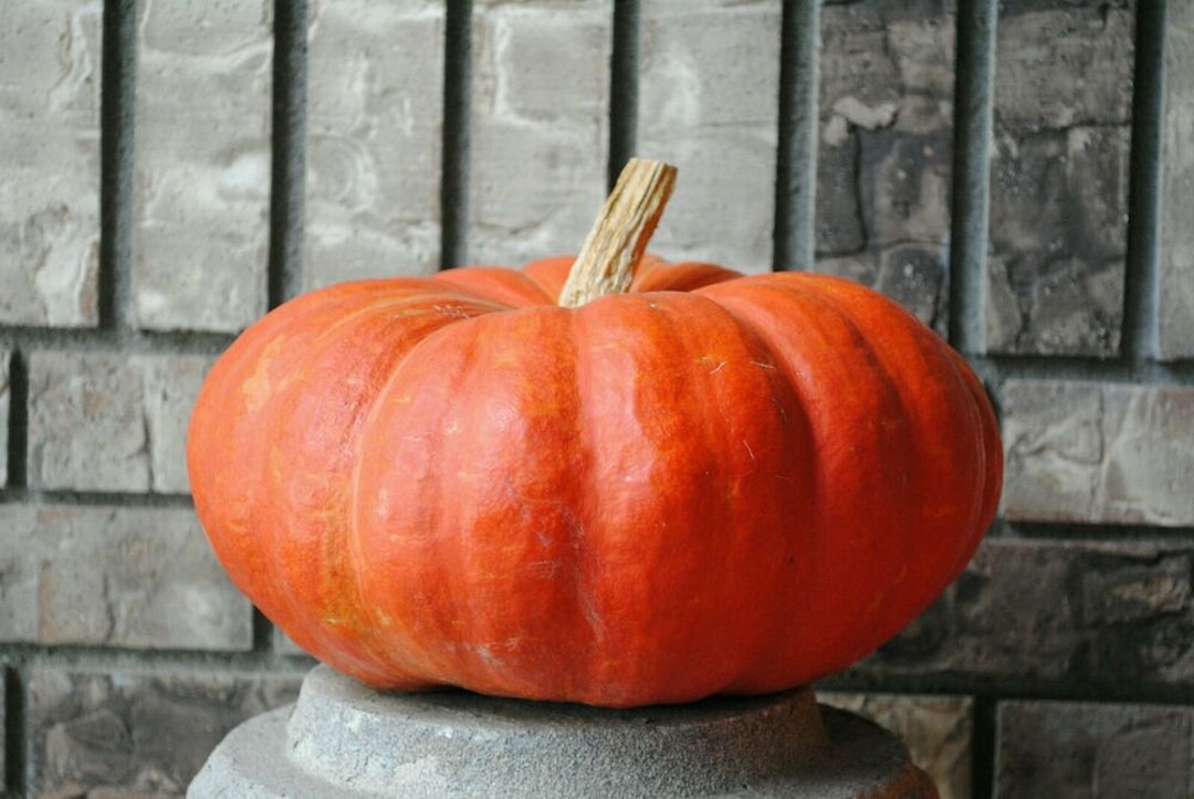 Cinderella Pumpkin Seeds Etsy