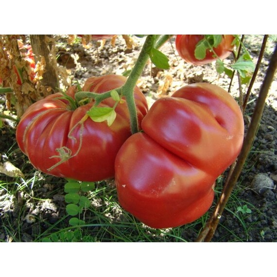 Dutchman Tomato Seed Dutchman Tomato Seed