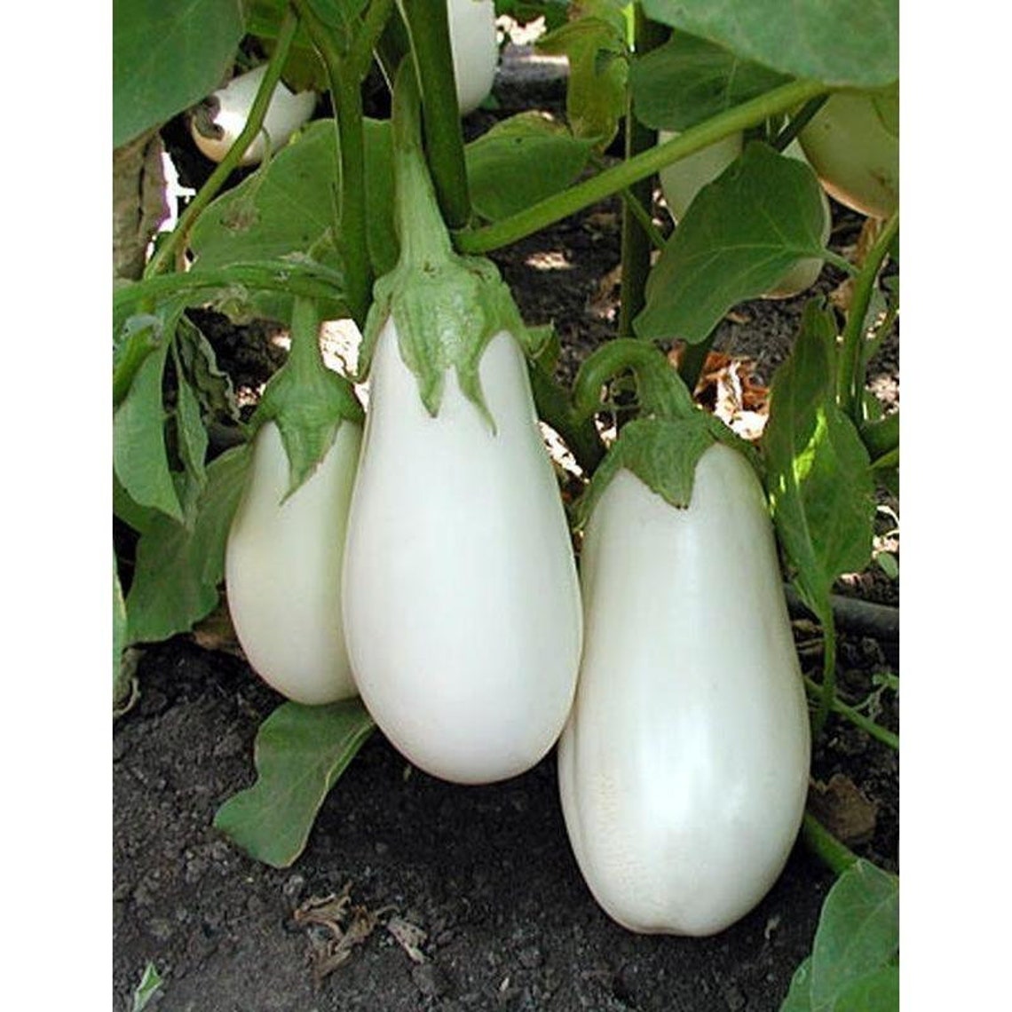 White Star Eggplant Seedshybrid Seeds Etsy